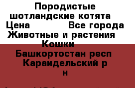 Породистые шотландские котята. › Цена ­ 5 000 - Все города Животные и растения » Кошки   . Башкортостан респ.,Караидельский р-н